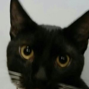 Meet your Posher, Pam